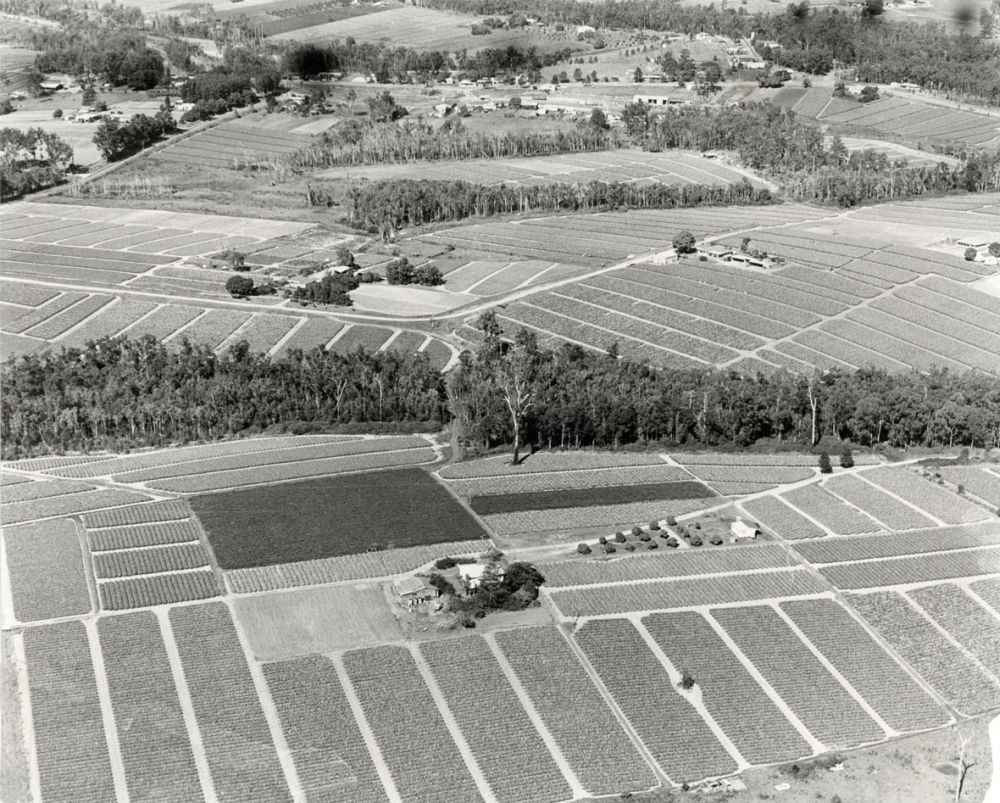 Aerial view of Wamuran township and surrounding pineapple growing area