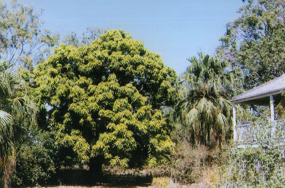 Webster House at Deception Bay in 1996
