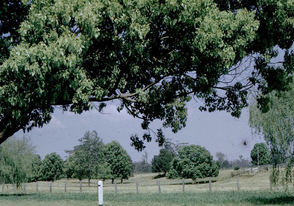 Centenary Lakes area before the construction of the project