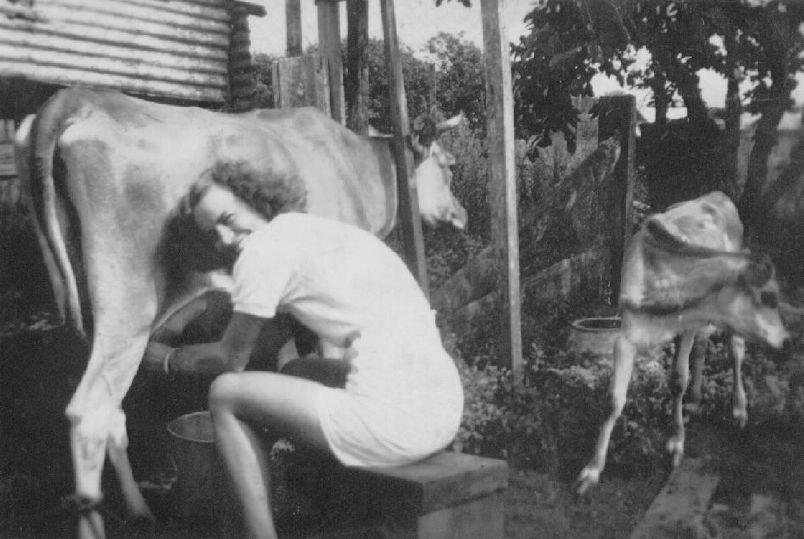 Cow named Tiny being milked by hand