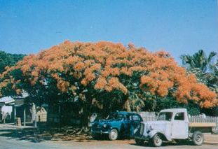 Poinciana tree in full bloom outside No. 14 King Street Caboolture, ca. 1940s