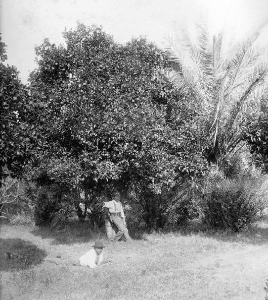 Orange Orchard at Burpengary