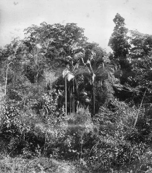 Palm trees along Burpengary Creek