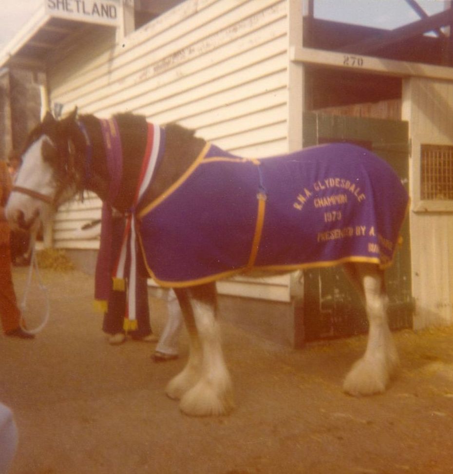 Champion Clydesdale wearing prize sash posthumously donated by Arthur Turmaine, ca. 1975