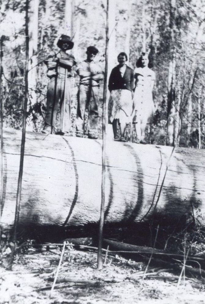 Aftermath of 1936 bushfires near Woodford