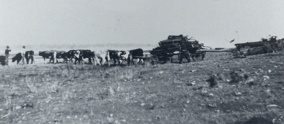 Bullocks being used to clear the way for construction of the Ocean Beach Road Bribie Island