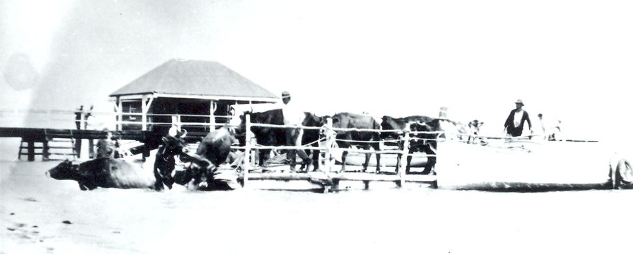 Unloading the bullock team used during the construction of the Ocean Beach Road on Bribie Island