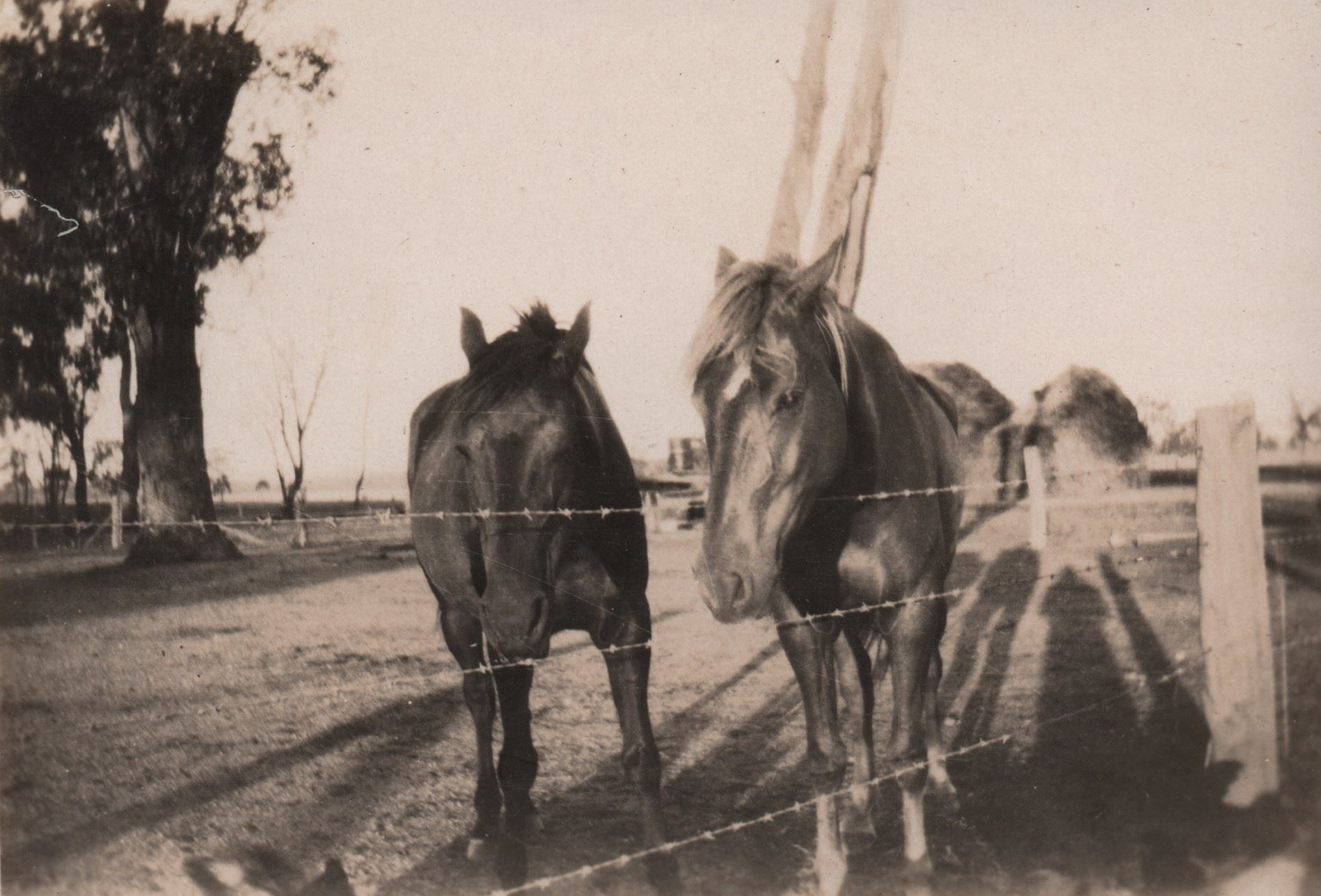 Two horses in a paddock