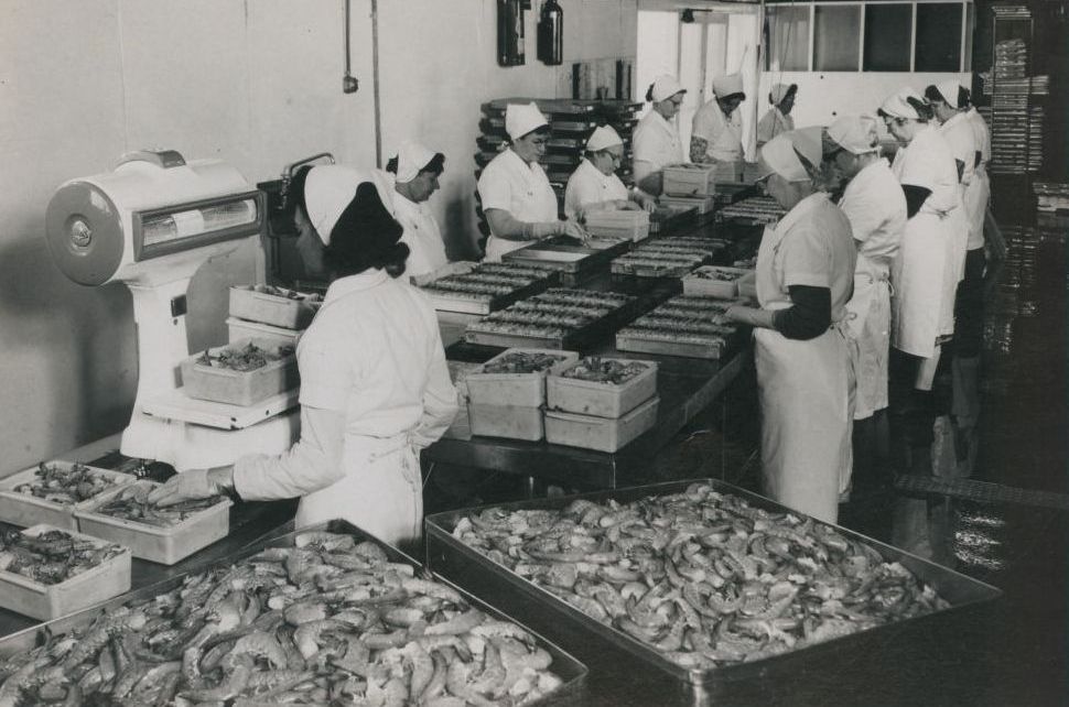 Prawn Processing