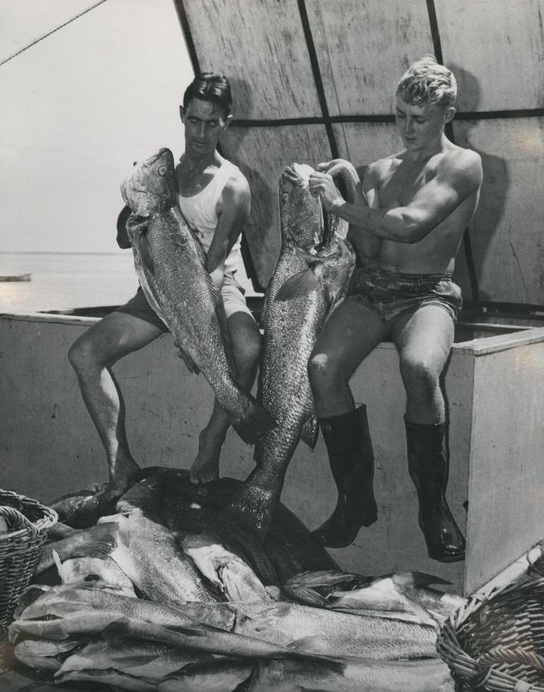 Jewfish