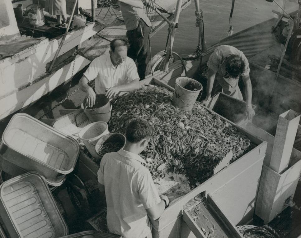 Prawn Sorting