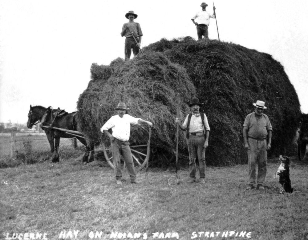 Lucerne hay on the Nolan family's farm, Strathpine (now Brendale)