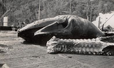 Whale carcass on wharf