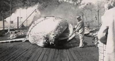 Man standing beside whale carcass