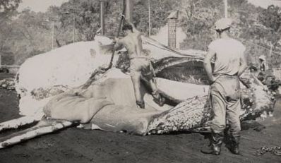 Man cutting whale carcass