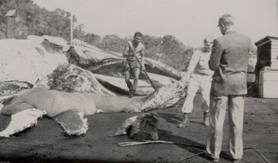 2 men cutting whale carcass