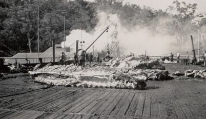 Whale backbones on wharf