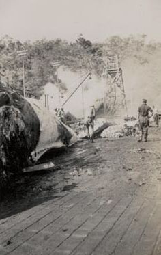 Whale carcass