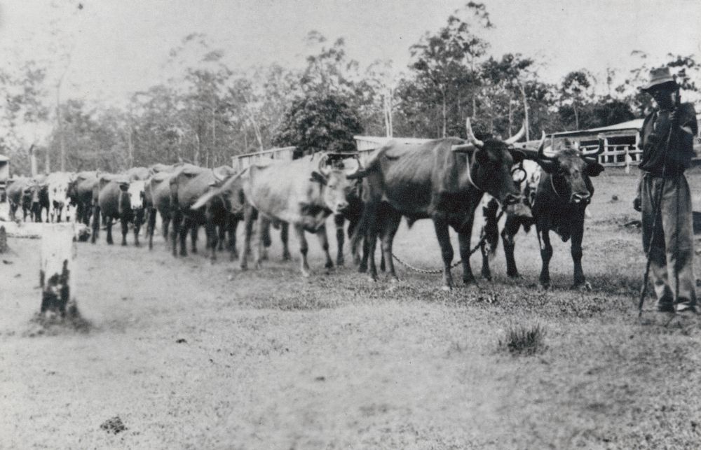 Sid Topp driving Richard Winn's bullock team snigging timber for the One Mile Creek Bridge