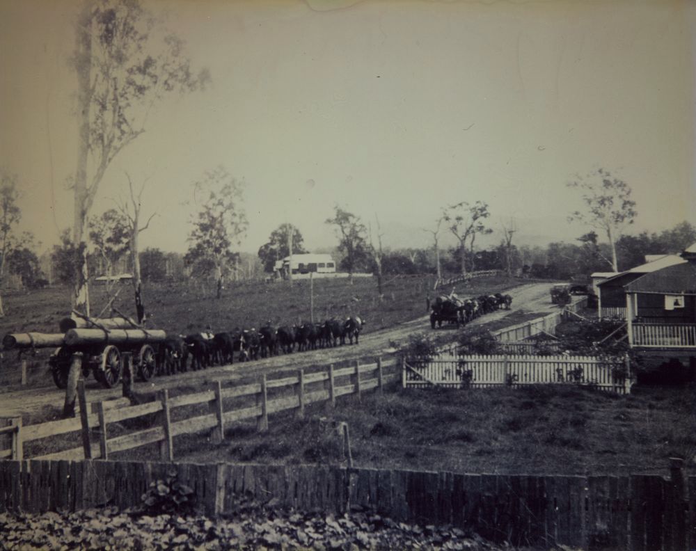 Bill and Sam Heathwoods' bullock teams