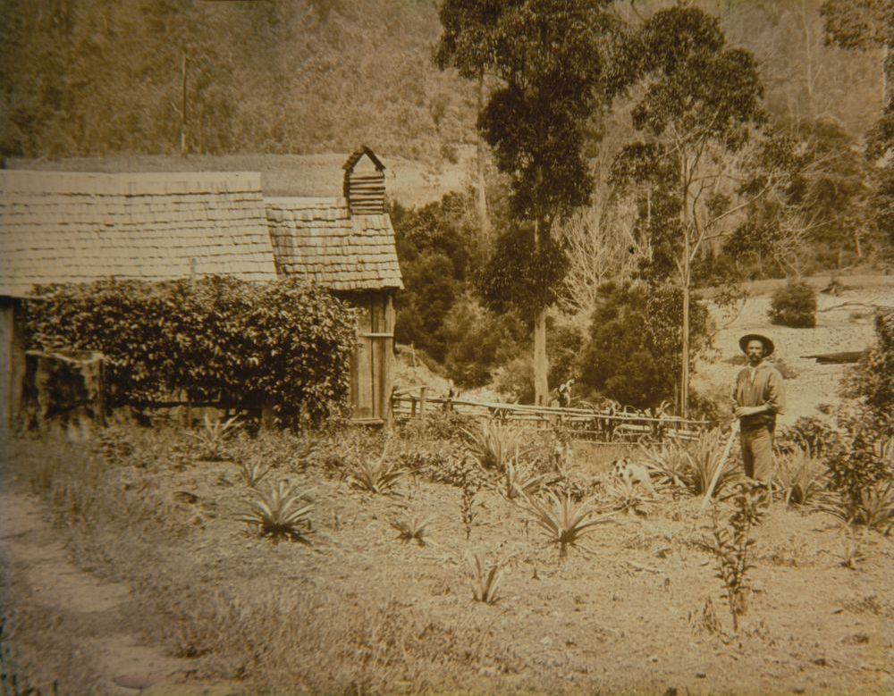 Greensill's slab timber cottage and pineapples, ca. 1900