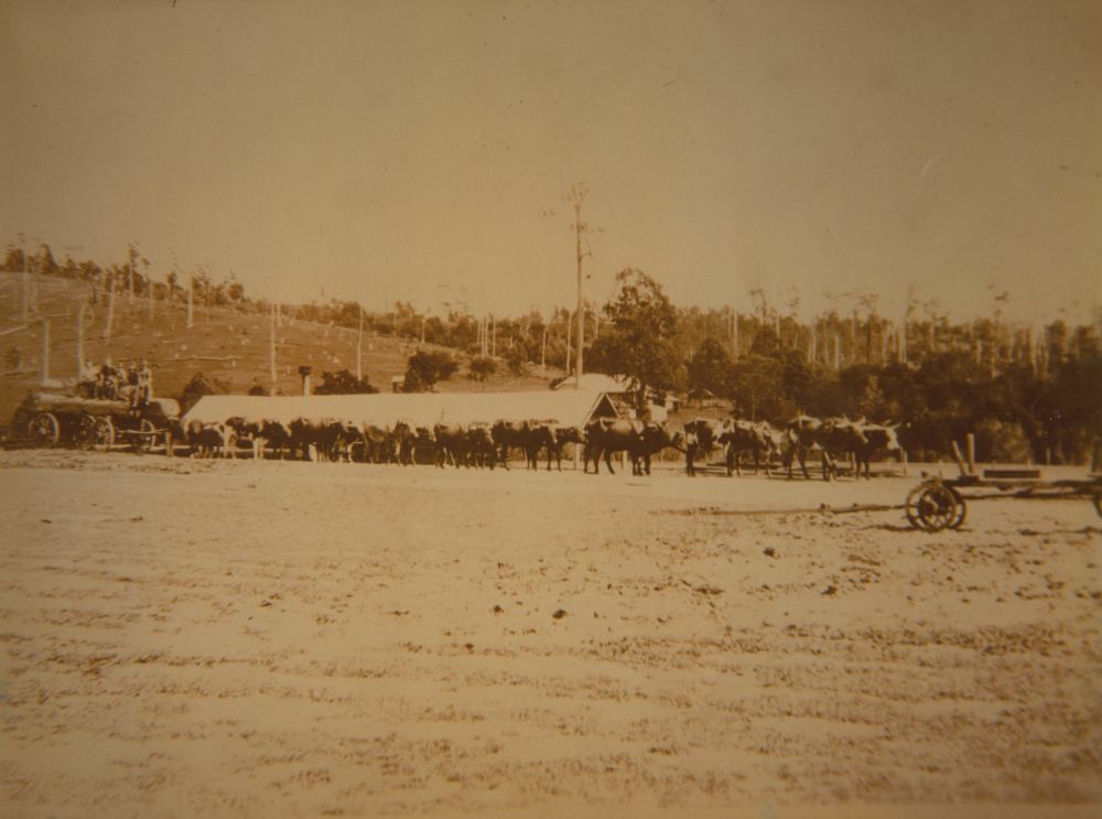 Greensill's bullock team hauling timber to Watson's sawmill, near Kobble Creek Railway Station