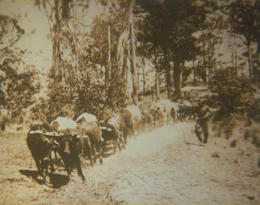 Steve McLennan's bullock team