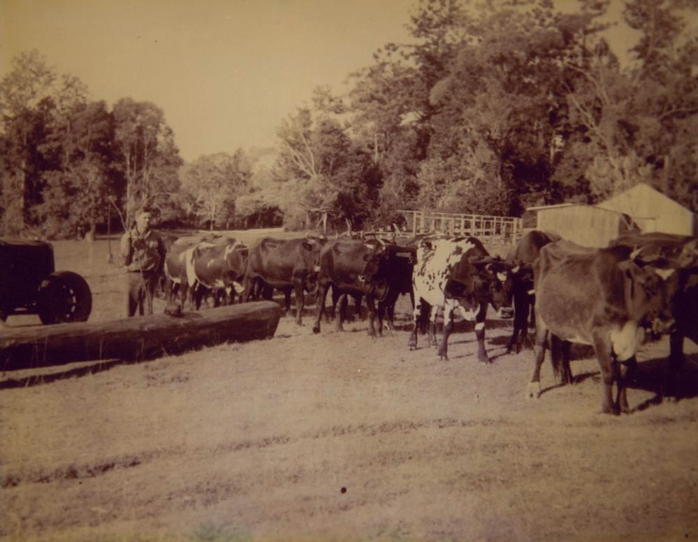 Richard Winn's bullock team