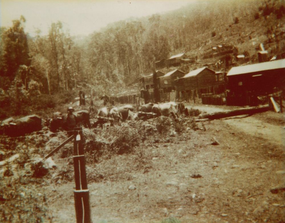 Charlie Stone's bullock team at the Banana Settlement, Mount Pleasant