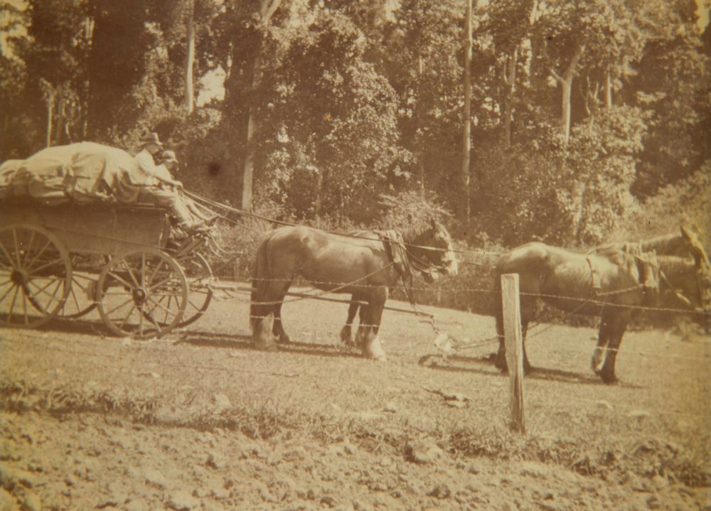 Ted Weston's horse team, Laceys Creek, ca. 1920