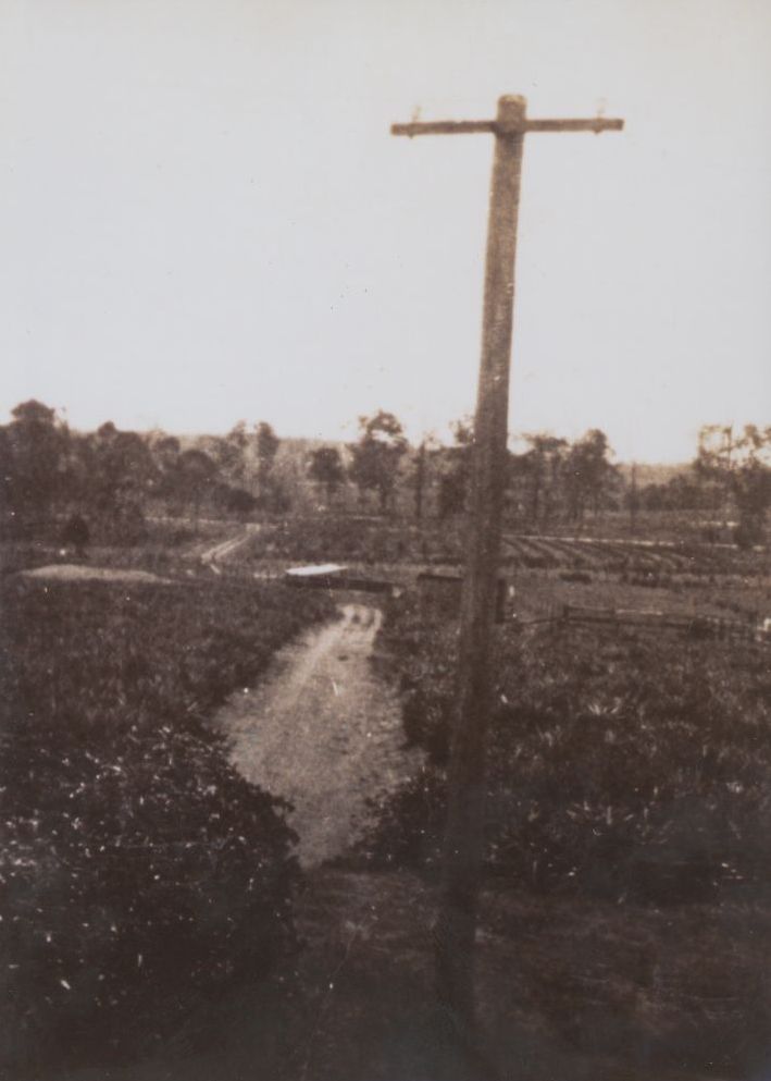 Pineapples on George Greensill's property, Albany Creek, ca. 1940