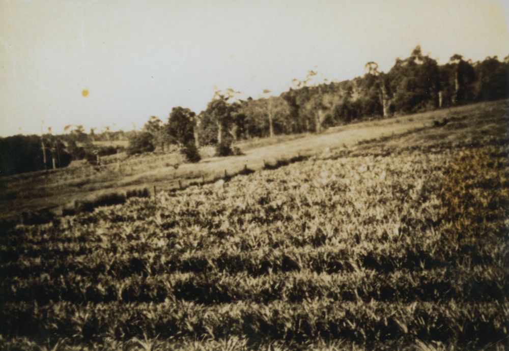 Pineapples on George Greensill's property, Albany Creek, ca. 1940