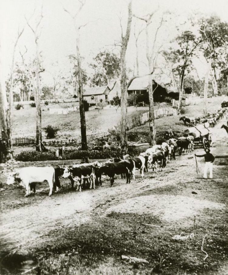 Bullock teams at Gordons Hill, Samsonvale, late 19th century