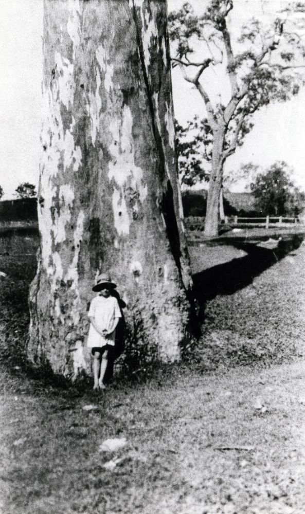 Giant Eucalyptus tree on the property of the Kriesch family, Samsonvale