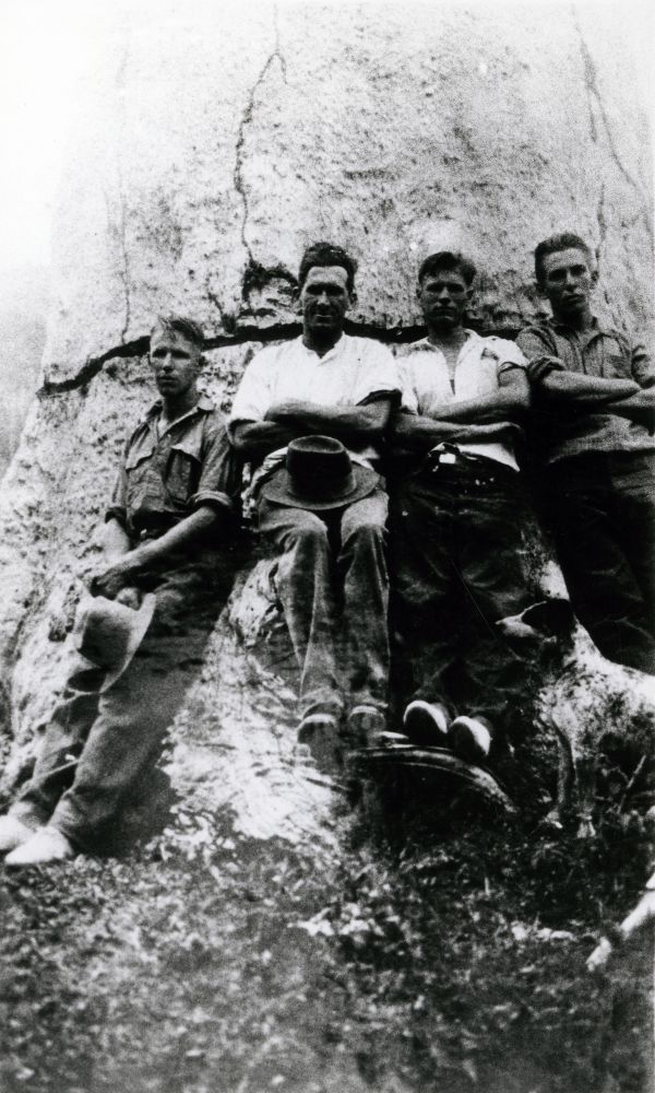 Four men standing at the base of a giant tree, Samsonvale