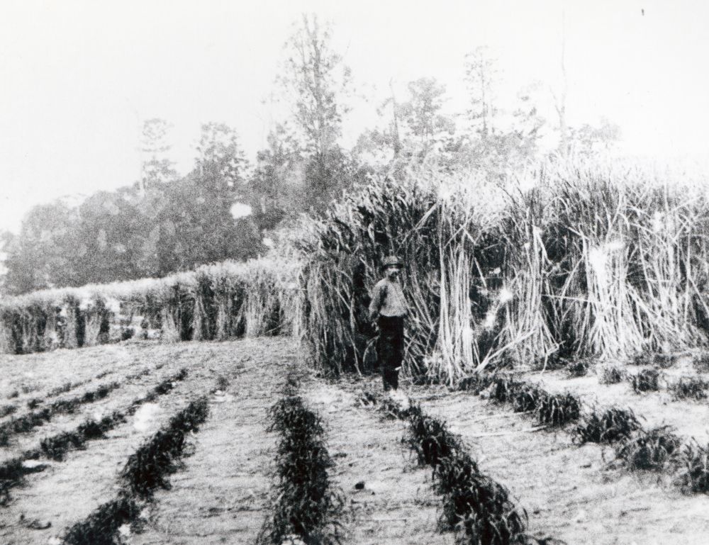 First sugar cane (cattle cane) grown on Gold's Flat in the Samsonvale district, 1905