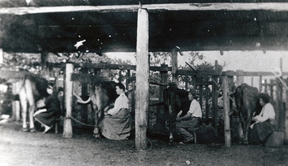 Milking by hand, Samsonvale district, late 19th century
