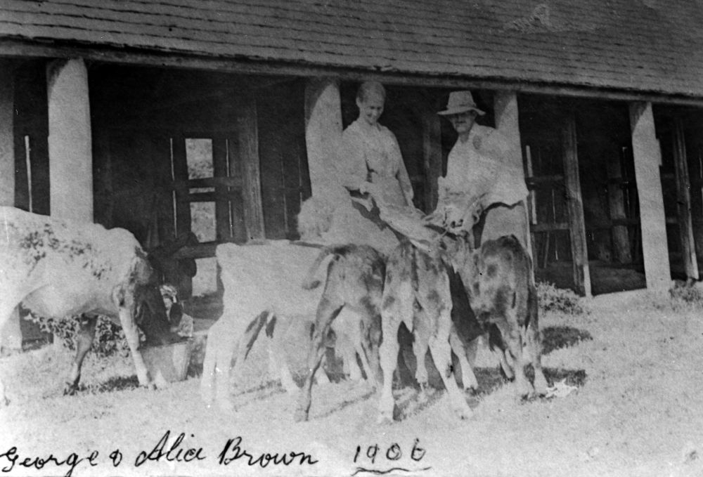George &amp; Alice Brown hand feeding calves, 1906