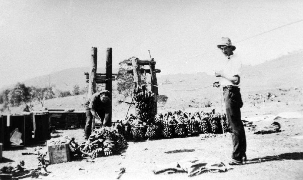 Joe Harris and David Brown with bananas, Wights Mountain, late 1920s