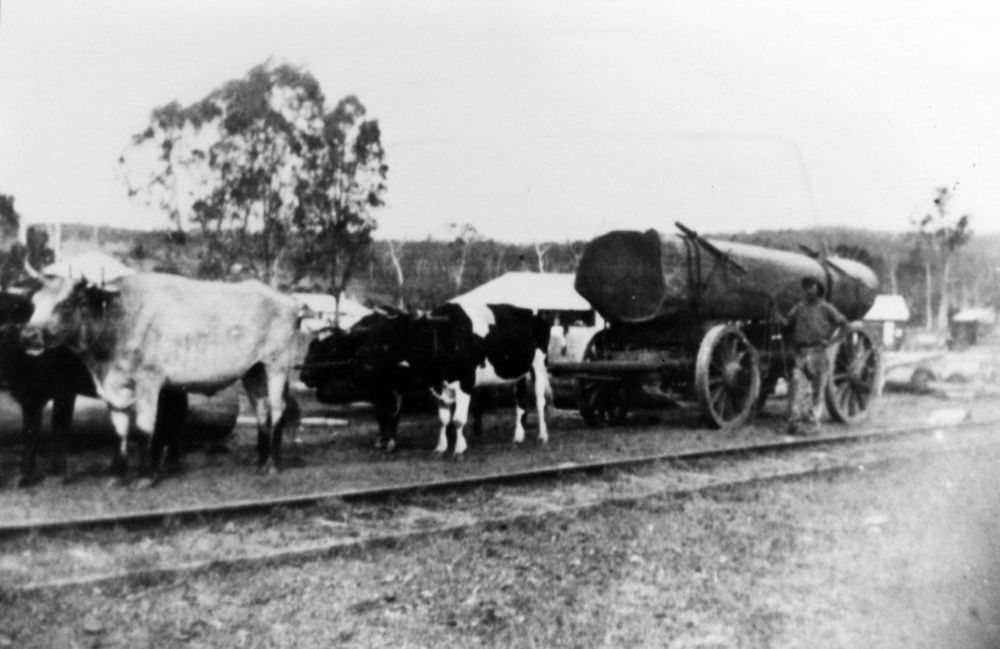 Sid Davey and bullock team at Samford Station, ca. late 1920s