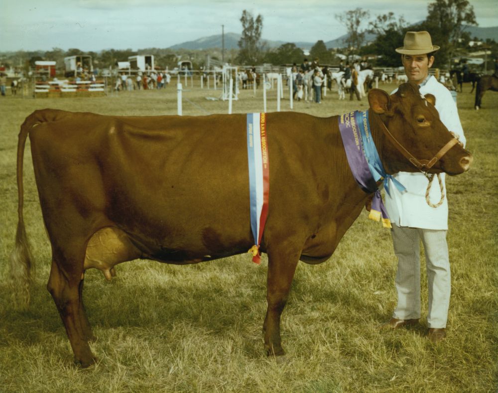 Supreme champion dairy cow prize winner at the Dayboro Show, 1983