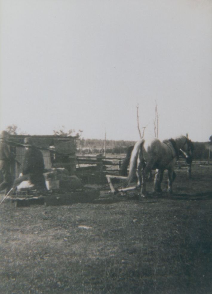 Men and working horse in the 1920s