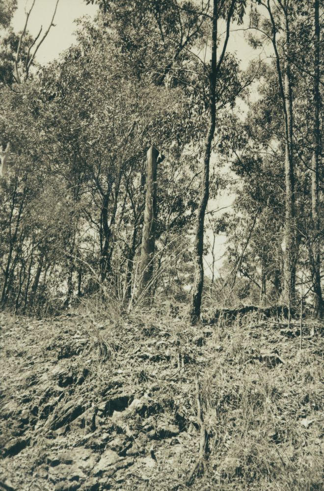 Scenes along the way from the Ferny Grove to Dayboro Train Walk 1994