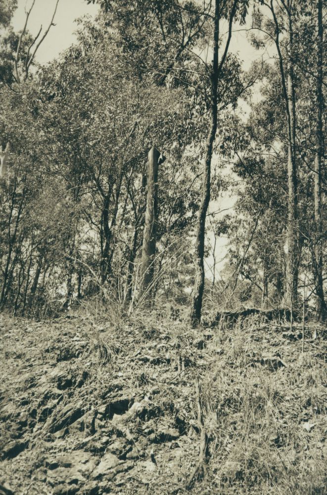 Scenes along the way from the Ferny Grove to Dayboro Train Walk 1994