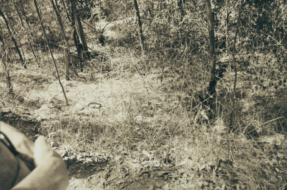 Scenes along the way from the Ferny Grove to Dayboro Train Walk 1994