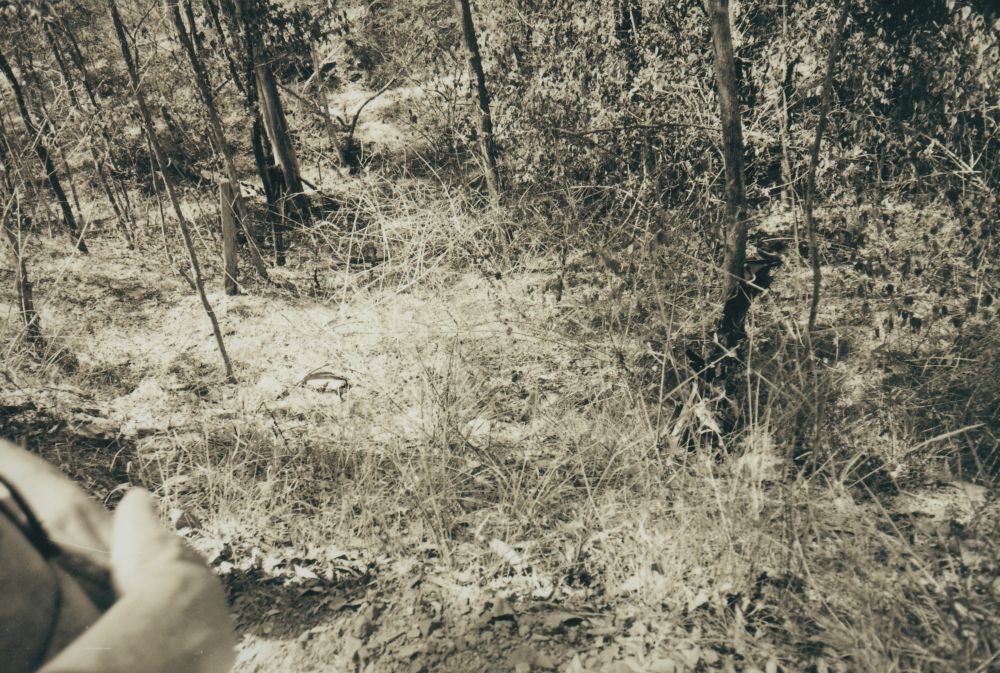 Scenes along the way from the Ferny Grove to Dayboro Train Walk 1994