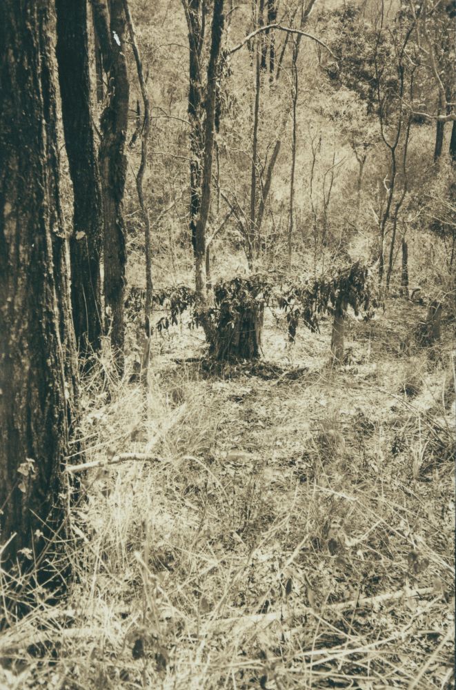 Scenes along the way from the Ferny Grove to Dayboro Train Walk 1994