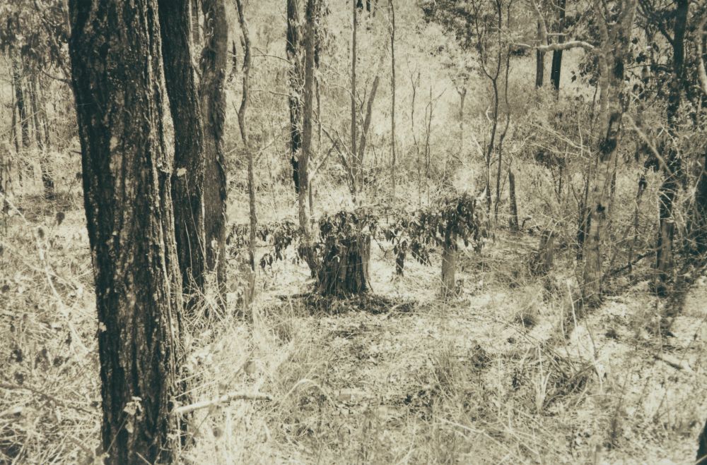 Scenes along the way from the Ferny Grove to Dayboro Train Walk 1994