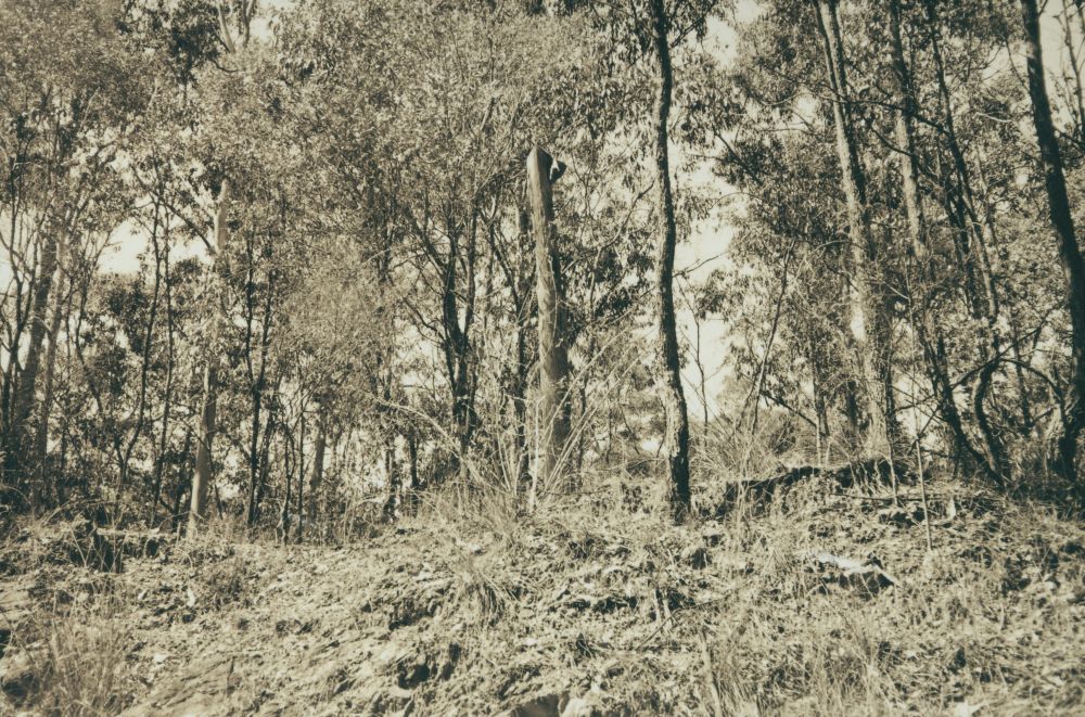 Scenes along the way from the Ferny Grove to Dayboro Train Walk 1994