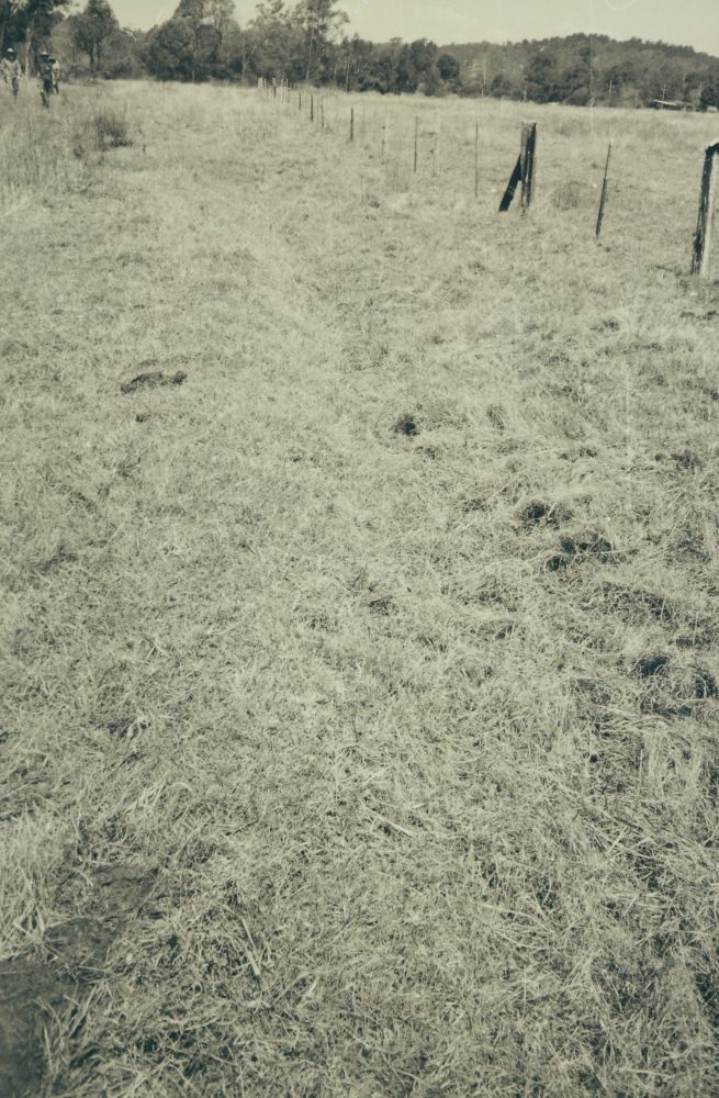 Scenes along the way from the Ferny Grove to Dayboro Train Walk 1994